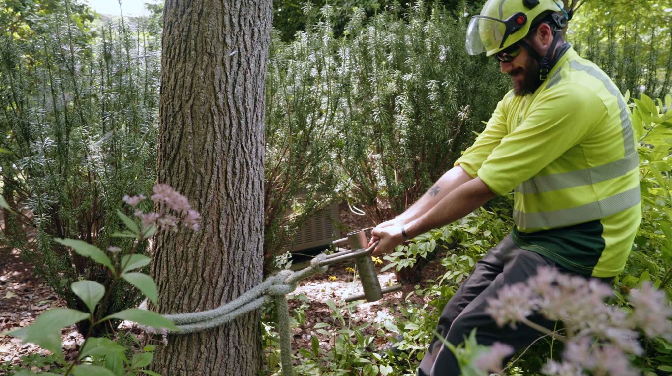 Tree Health & Maintenance service in Hoboken, NJ