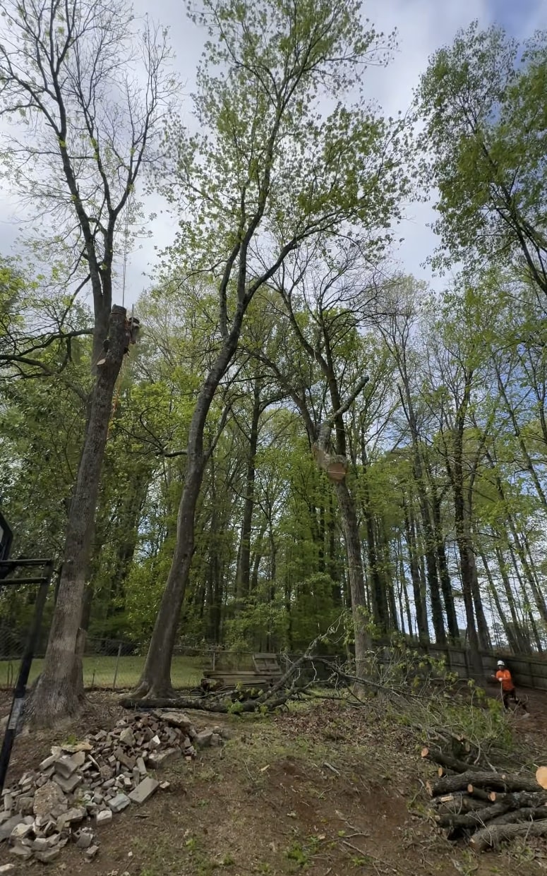 Professional tree service crew working in Hoboken, NJ
