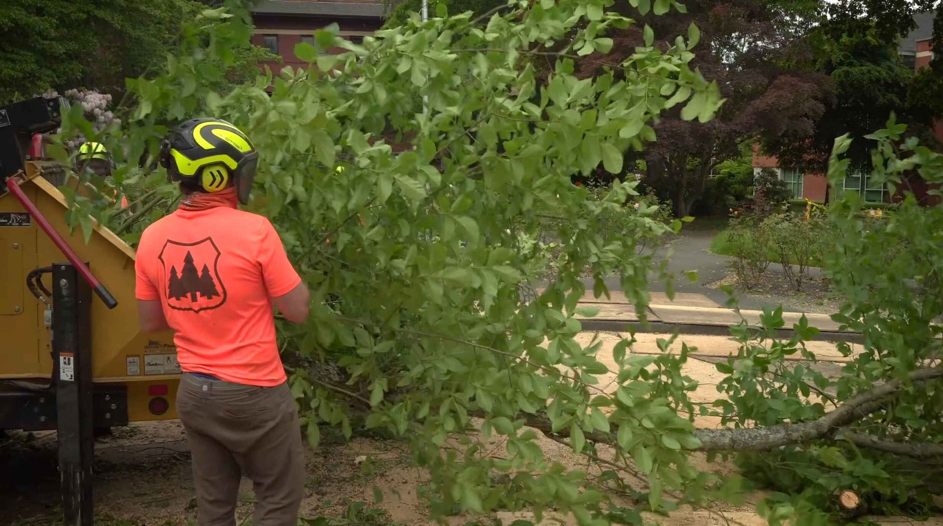 Emergency Tree Services service in Hoboken, NJ